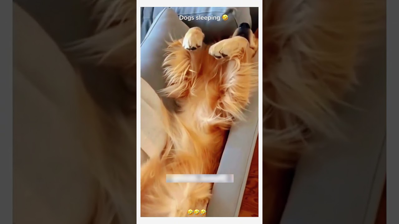 😂 Funny animal videos I found for you! 😂 #51