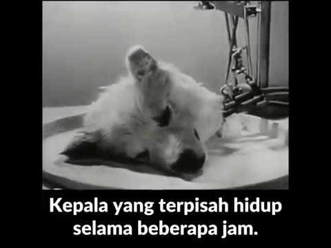 Video: Bagaimana Menghidupkan Anjing