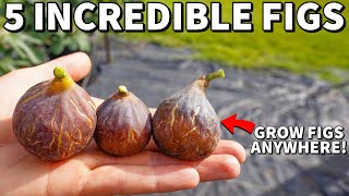 5 Quick Fruiting FIG TREES Everyone Can Grow At Home
