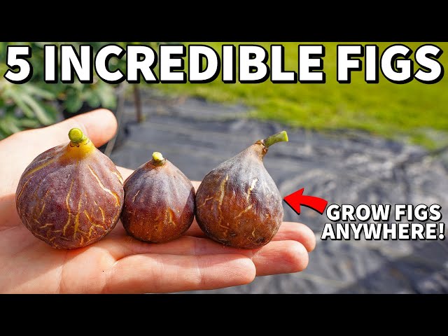 5 Quick Fruiting FIG TREES Everyone Can Grow At Home 