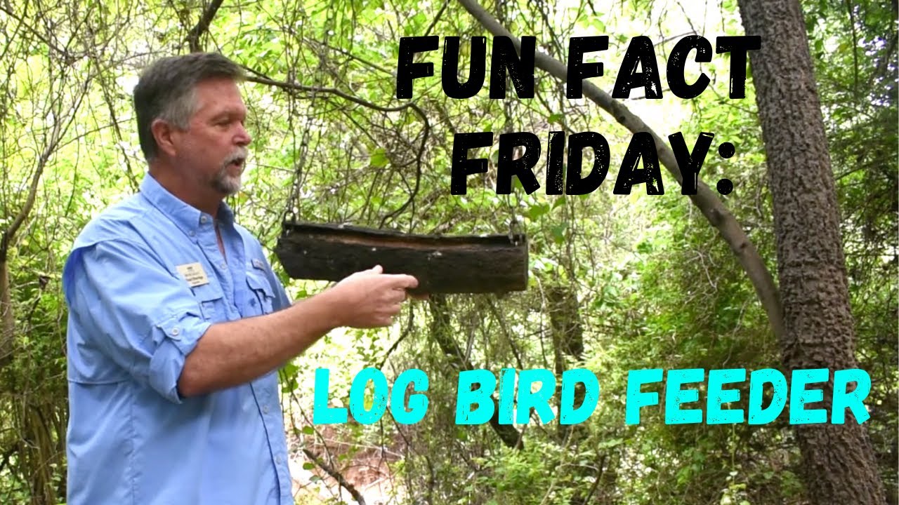 Fun Fact Friday: Log Bird Feeders