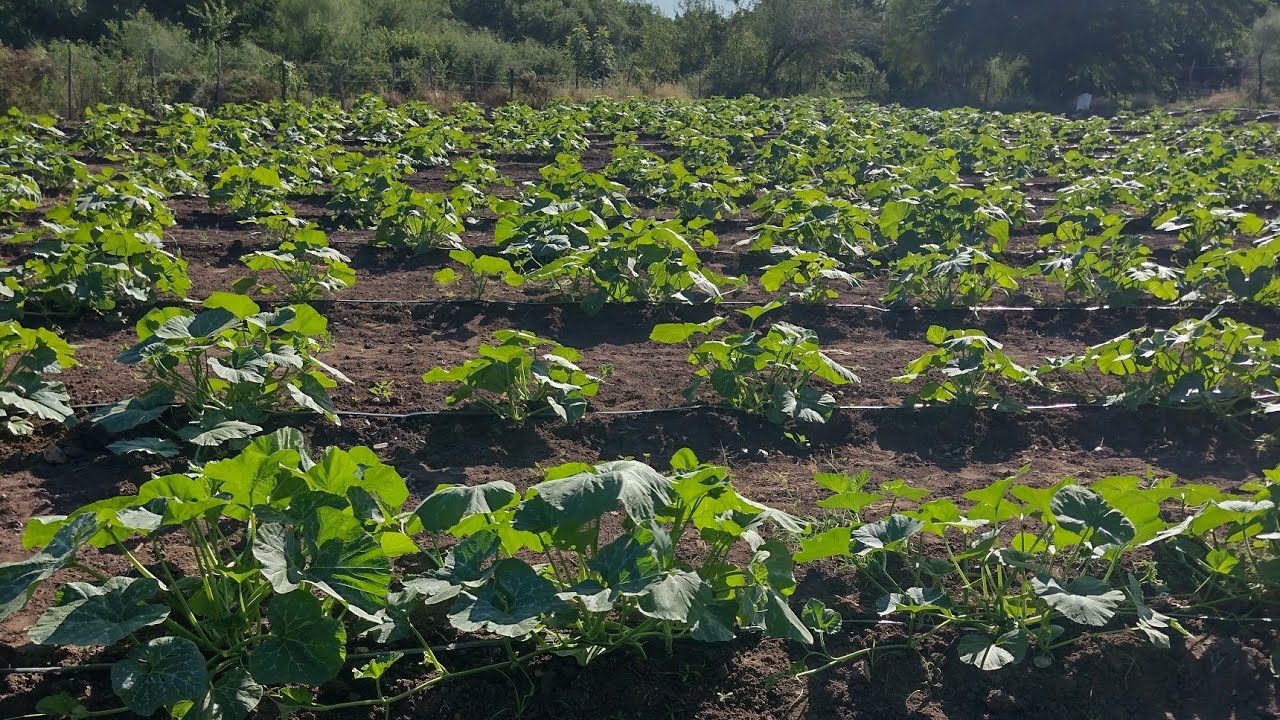 Sembrando Calabaza regional (mantequilla) caitime Sinaloa