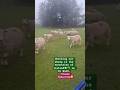 Checking my sheep on a quad | Life in the Irish mountains 🇮🇪