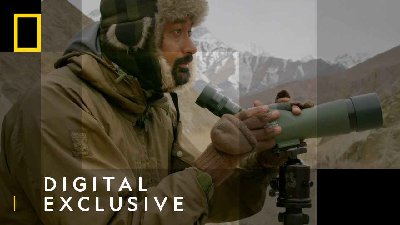 Snow Leopard Found Injured | India's Wild Leopards  | National Geographic Wild UK