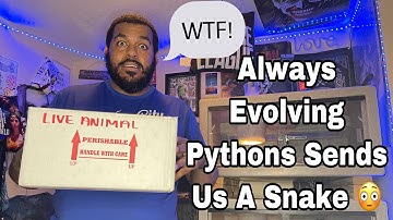 Always Evolving Pythons Sends Us A Snake 😳 Unboxing!
