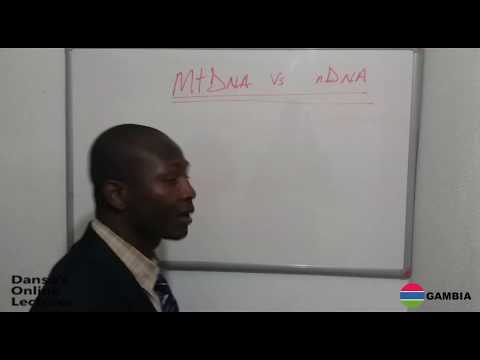 MITOCHONDRIAN DNA VS NUCLEAR DNA - Danso&rsquo;s Online Lectures