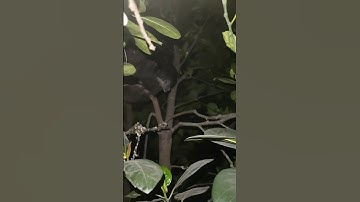 Do you know why chickens like to sleep in trees?