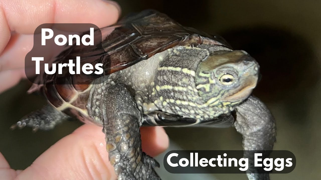 Pond Turtles (Turtles Nesting) YouTube