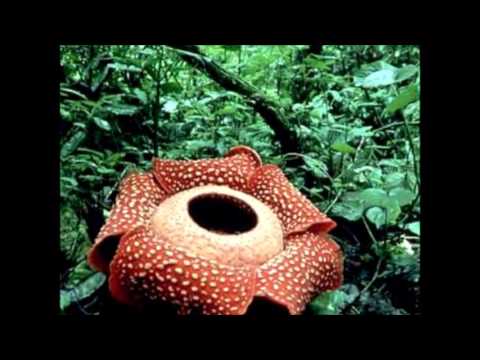 Video: Rafflesia Arnoldi und Amorphophallus Titanium - die größten Blumen der Welt