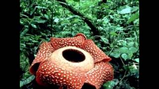 Größte Blumen der Welt gibt es nur in Indonesien und Malaysia: Rafflesia Arnoldii