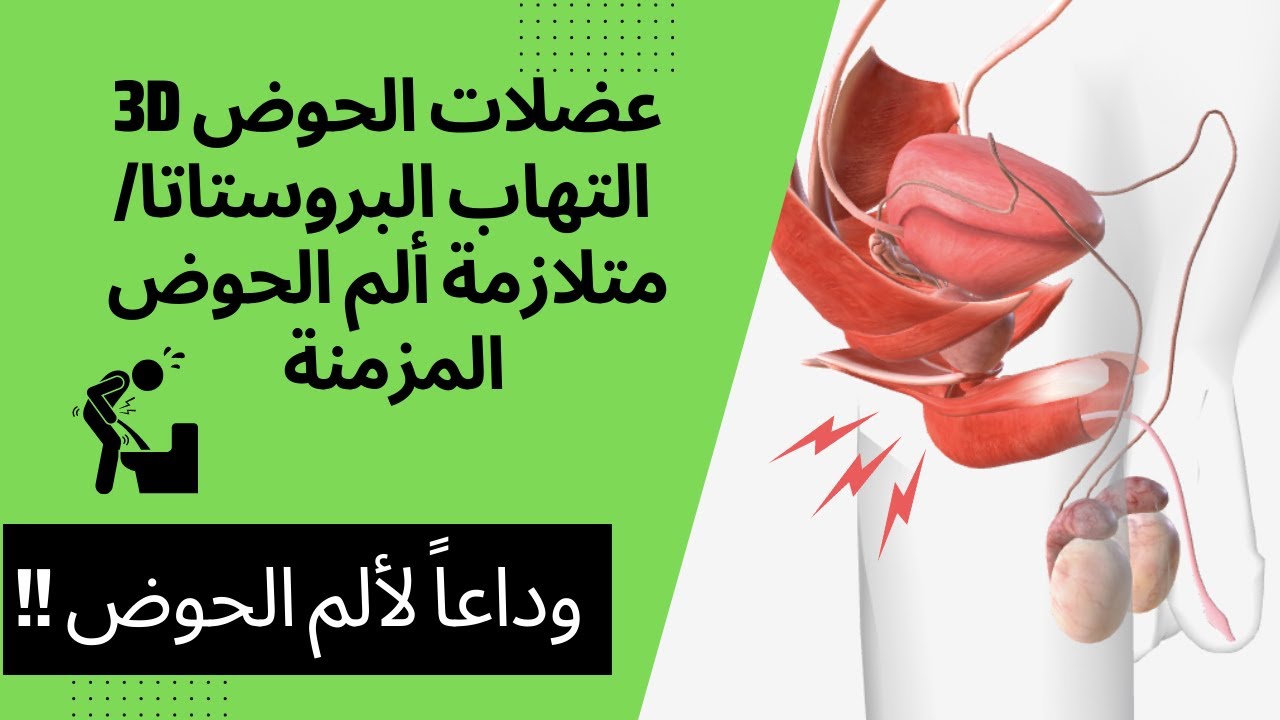 Pelvic floor anatomy CPPS pain (Arabic)تشريح عضلات الحوض التهاب البروستاتا/متلازمة ألم الحوض