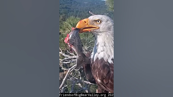 Jackie decides to take rest of fish to kids | 6.25.25  #eagle  #birds #baldeagle #eaglets #shorts