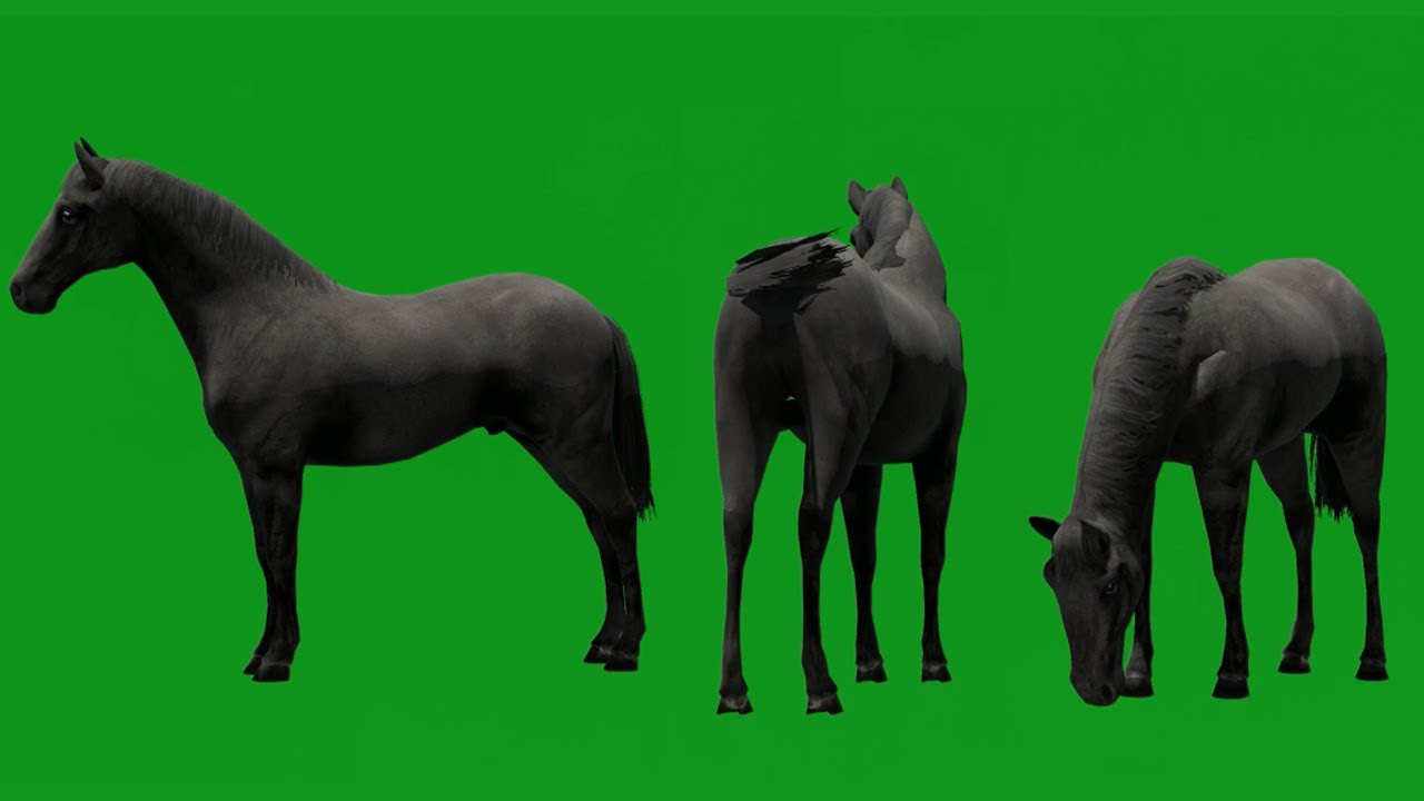 green screen animal footage Horse brown walk chroma key animation