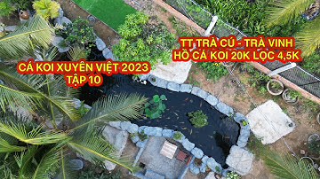 SHORTS TẬP 10 - CÁ KOI XUYÊN VIỆT 2023 - HỒ CÁ KOI 20K LỌC 4,5 TẠI TT TRÀ CÚ