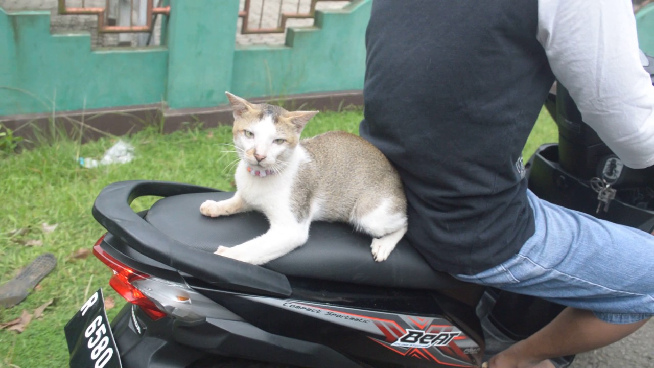 Kucing Naik Motor PART I YouTube