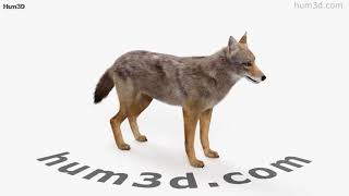 Golden Jackal 3D model by 3DModels.org