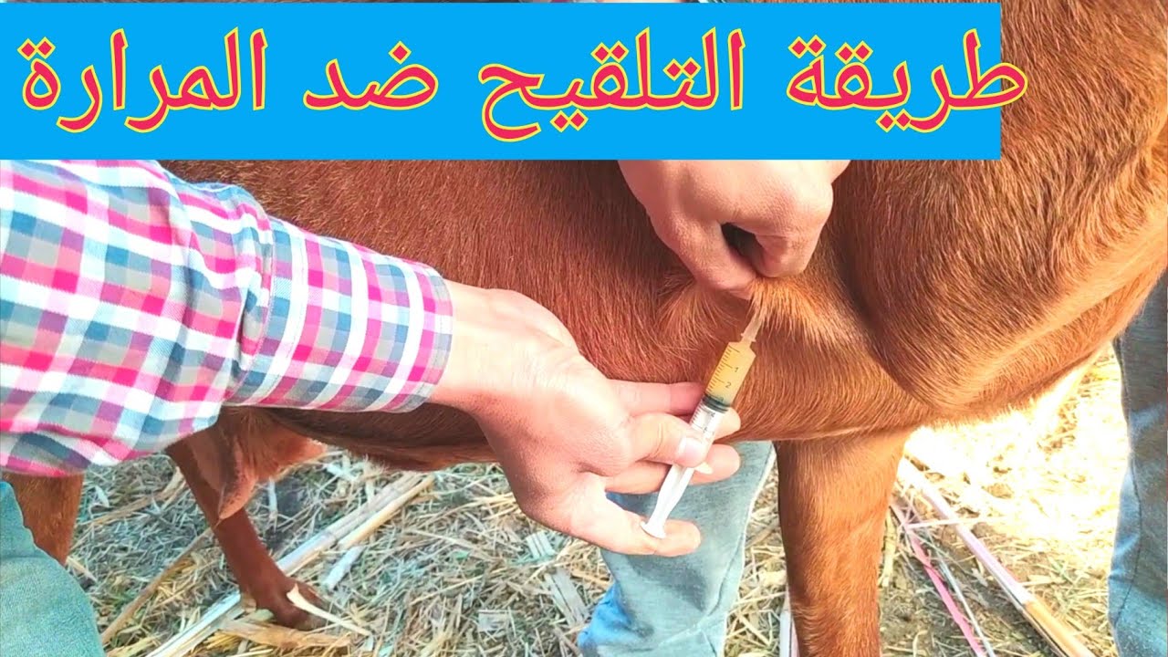 الطريقة الصحيحة للتلقيح ضد المرارة التسمومات المعوية