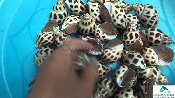 Ốc hương thiên nhiên - Hải sản tươi sống