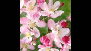 Video thumbnail of "Apple Blossoms In Annapolis Valley"