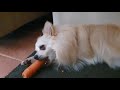 Puppy loves eating raw carrot | Veggies | Cute pomeranian dog | Funny ASMR | The way he holds it 😍