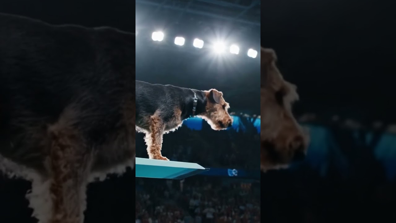 This Airedale Terrier is Too Smart for His Own Good (and His Owner's Sanity)!  