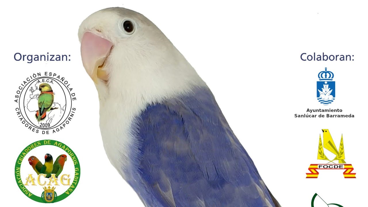 Concurso de Agapornis en Sanlucar