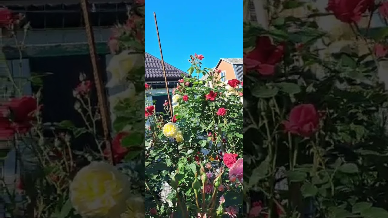 штамб Надя мейян декор, Пасодобль