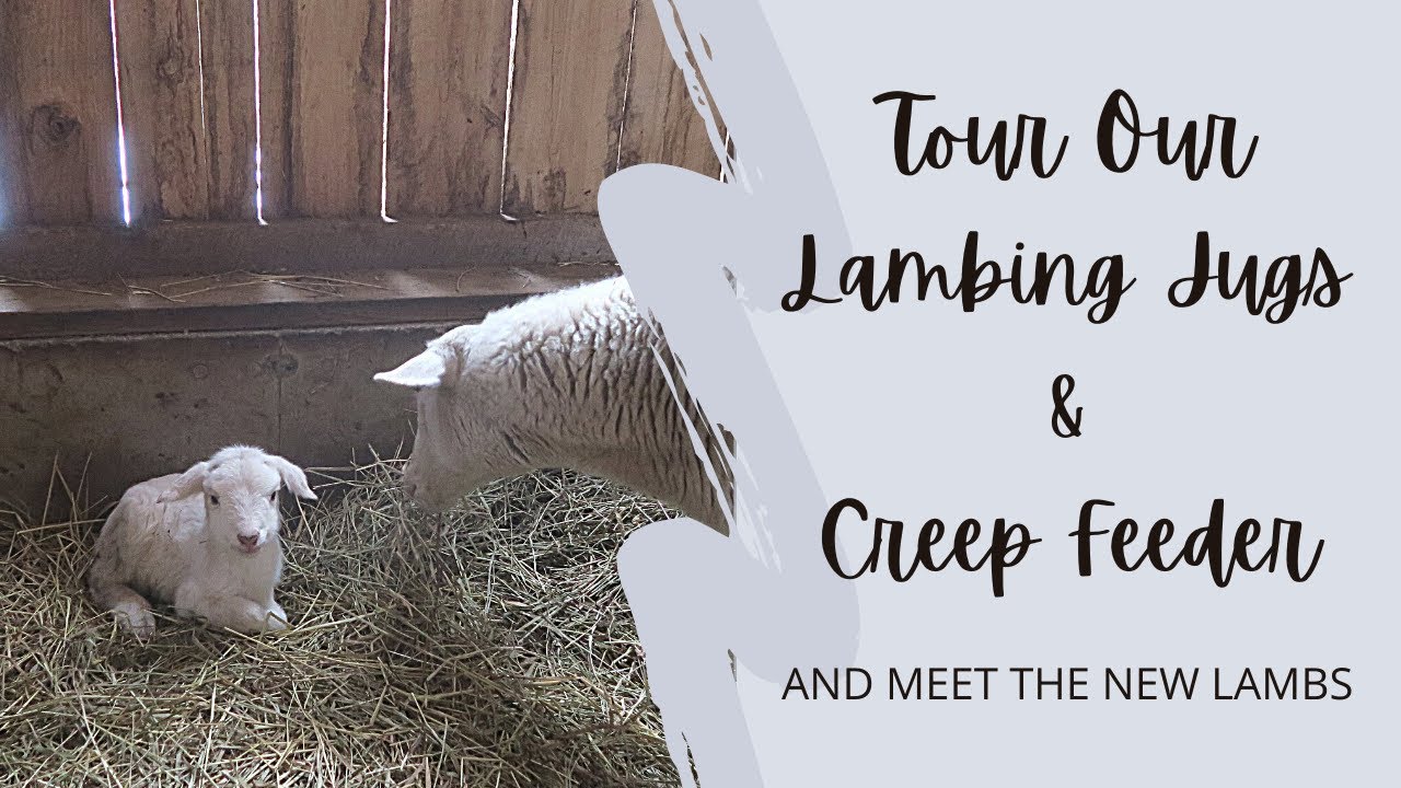 Tour Our Lambing Jugs, Creep Feeder, & Meet The Newest Additions to The Homestead!
