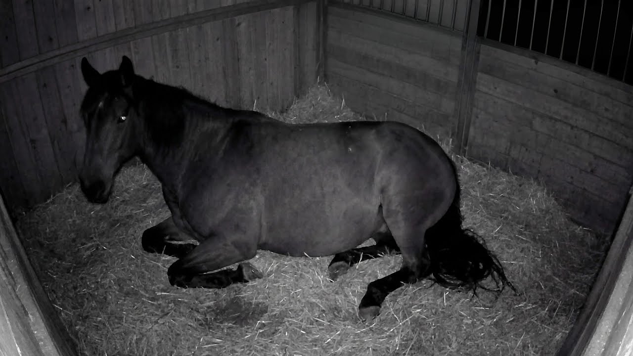 🔴 LIVE Foal Watch Cam | Pregnant Mare Resting Before Foaling 🐎