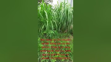 Bán lô đất 2/Nguyễn Kim Cương xã Tân Thạnh Đông ,#DT:262 m2 có 1m2 thổ cư,SHR, giá:2,5 tỷ