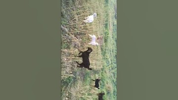 goats cheese #videos #vairal #nice #very #sort