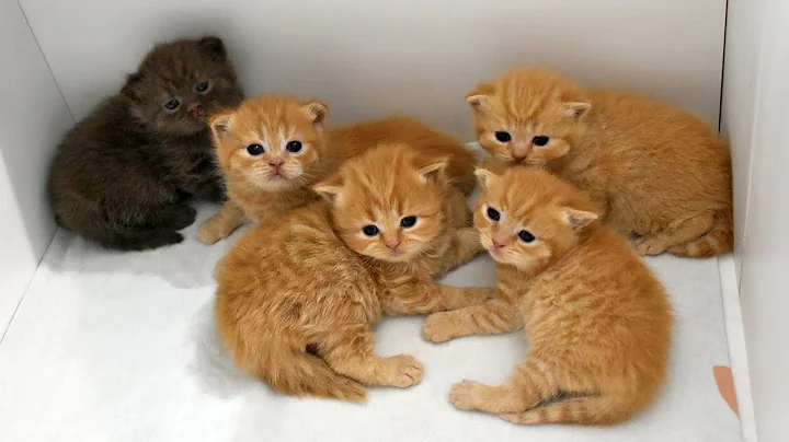 Video 11338521: british red, kitten