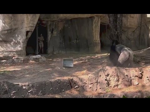 Wild viral video shows zookeepers trying to hide from silverback gorilla at Fort Worth zoo