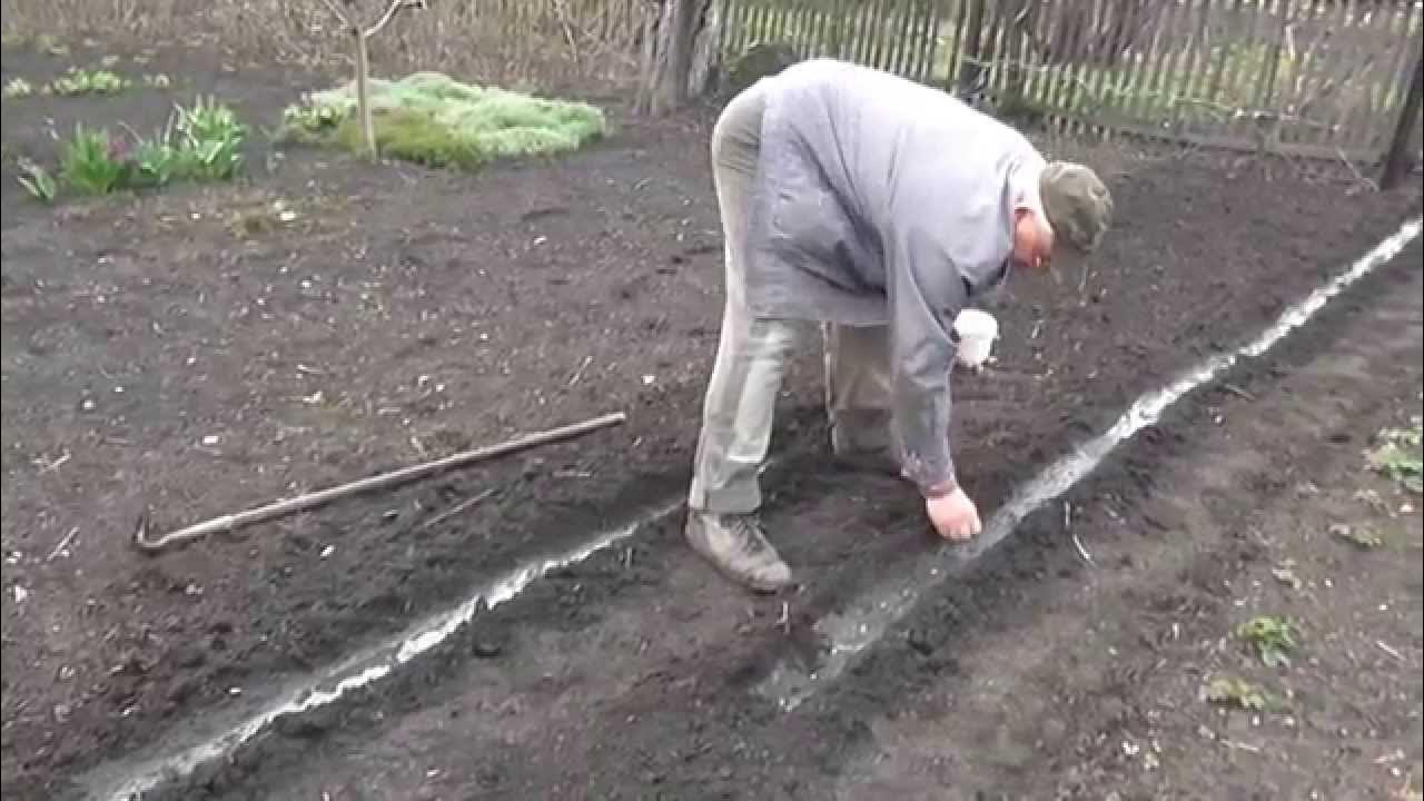 Посадка гороха весной в грунт. Сажаем горох в открытый грунт. Посадка гороха в открытый грунт весной. Сажаем горох в открытый грунт семенами. Как сажать горох в открытый грунт.