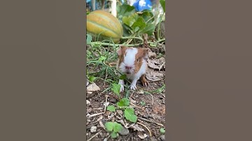 Guinea pig wheek