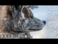 お見合いの日から早６年。保護犬時代を過ごした場所へ行ってきました。【秋田犬】【大型犬】【akita dog】