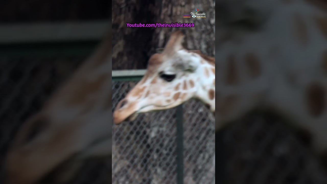 Guwahati zoo. An open air zoo YouTube