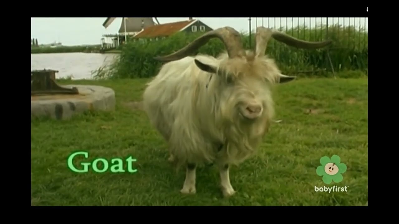 BabyFirst Safari Scrapbook: Goat🐐