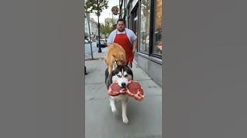 Cat & Dog’s Epic Escape With Beef | Funny Animal Mission Scene