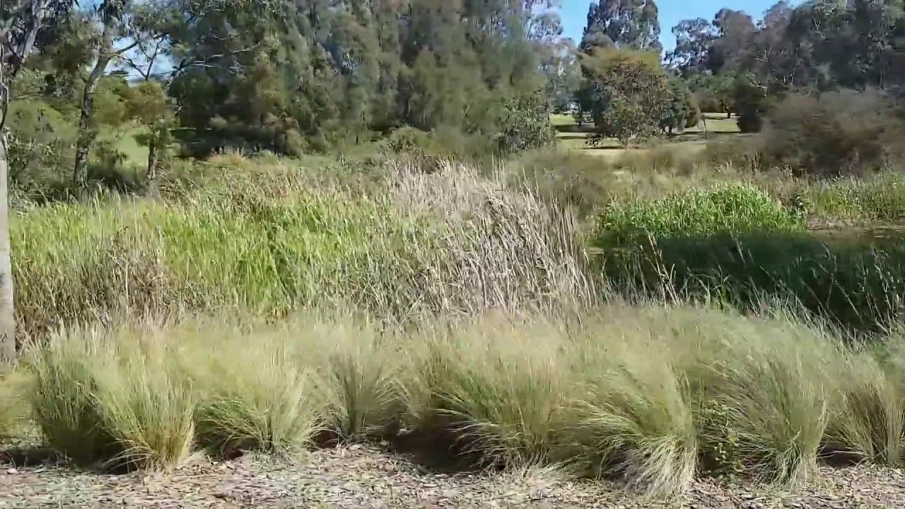 The Eastern Banjo Frog (Limnodynastes dumerilii), also colloquially known as the ‘Pobblebonk’, is a