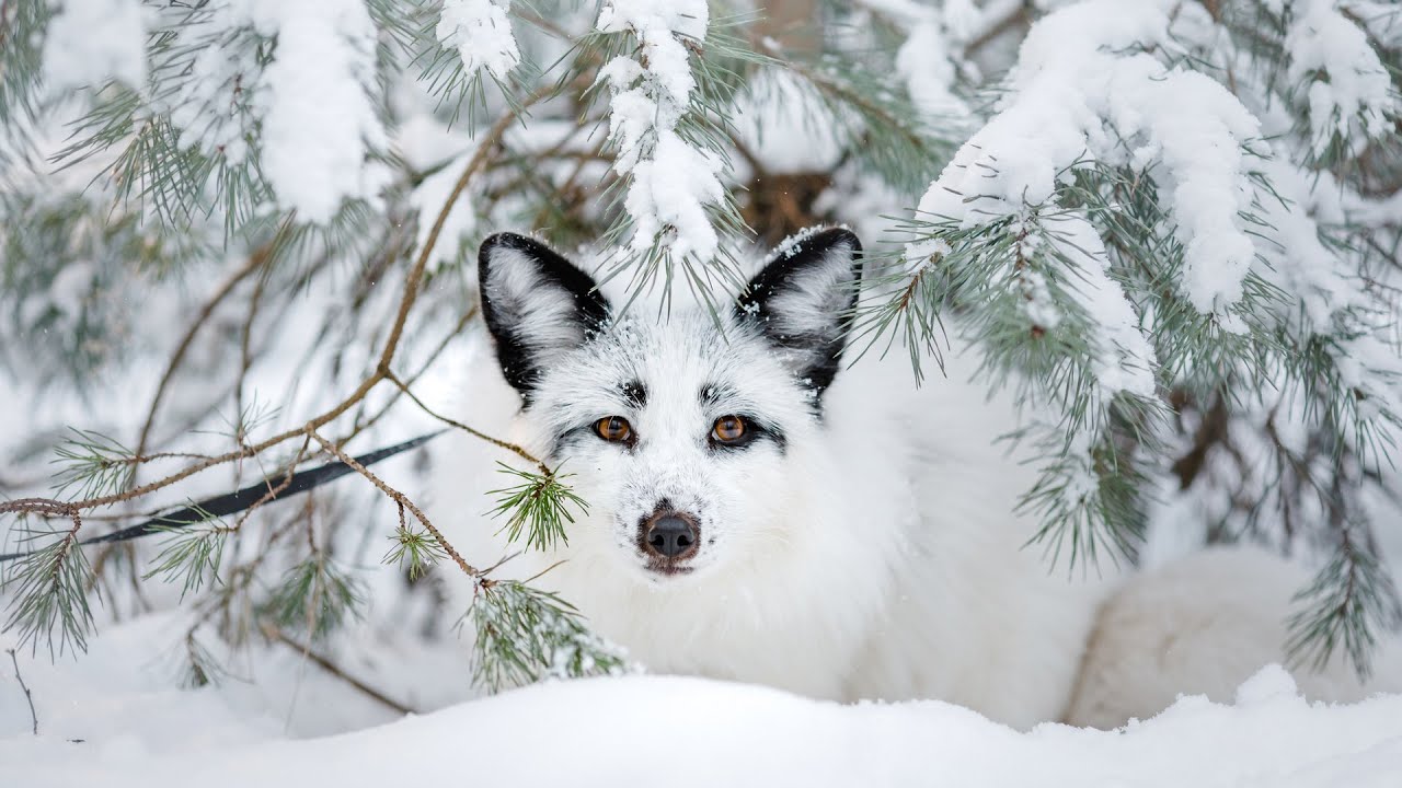 Yellowstone's winter Peace, Beautiful Relaxing Music, Peaceful Soothing Music, by Tim Janis