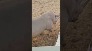 Rhino Destroys my Truck. White Rhino vs Toyota Hilux