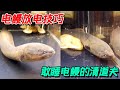 【电鳗合集】电鳗的鼻孔比眼睛还要大！以及全网唯一一个睡电鳗的物种！真是自带外挂啊！【der逼呵呵的王小怪】