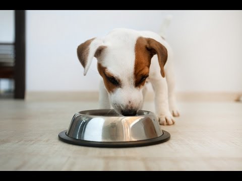 Videó: Csigolyatárcsás Gyulladás Kutyáknál