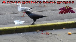 A little raven gathers some red grapes on the streets