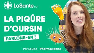 La piqûre d'oursin : Parlons-en !