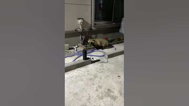 Wild Raccoon Dog