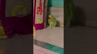 ye mithu parrot talking #parrot #talkingparot #parrot #trendingshorts #vir