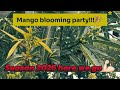 Mango Are Blooming Let The 2026 Mango Season Begin Mango Are Blooming Let The 2026 Mango Season Begin