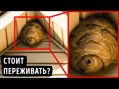 Видео: Если увидели это во дворе, немедленно зовите подмогу